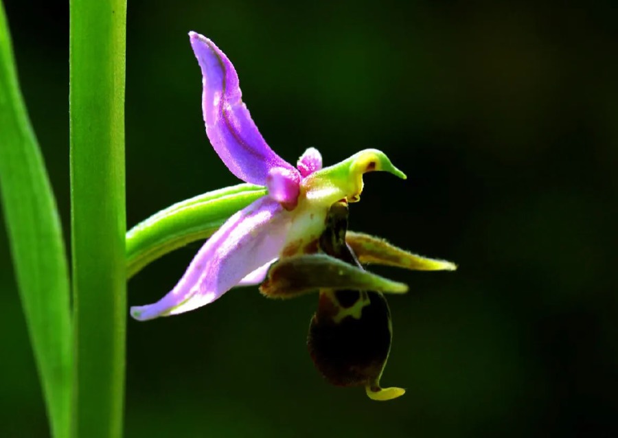 Kharibulbul Flower: Symbol of Karabakh and Azerbaijan